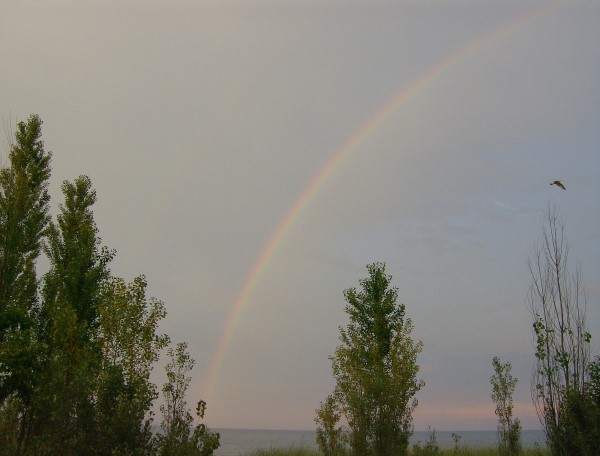 rainbow3 (600 x 456).jpg