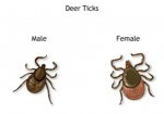 deer ticks.jpg